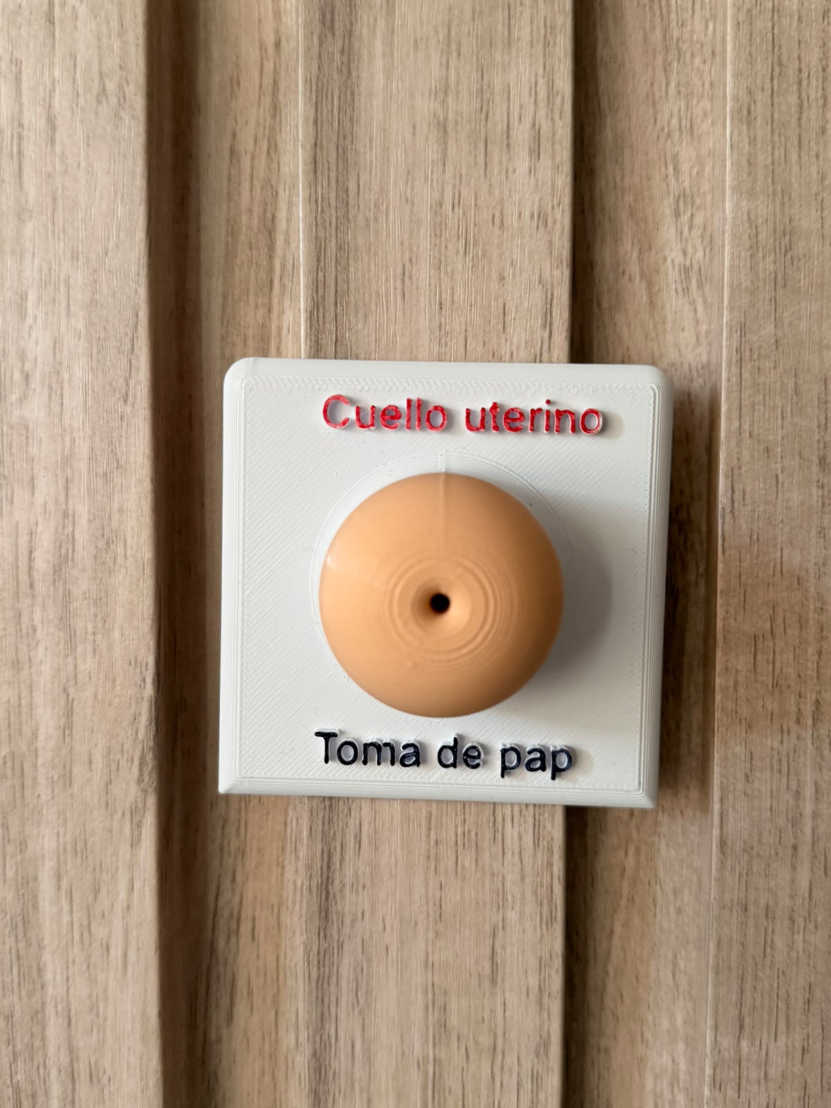 Modelo anatómico 3D de cuello uterino
