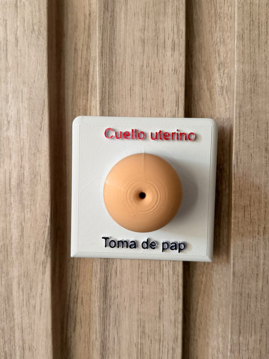 Modelo anatómico 3D de cuello uterino
